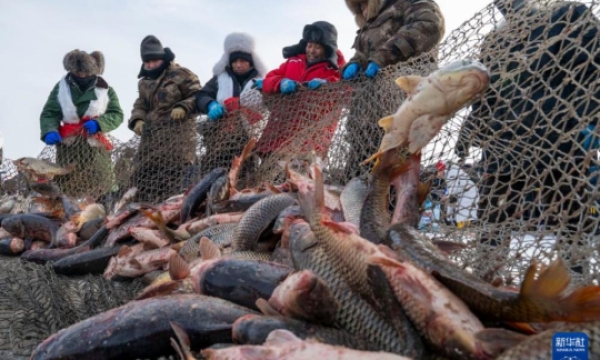 纵观华夏 万鱼腾跃破冰来！中俄界湖兴凯湖冬捕启幕，千年渔猎文