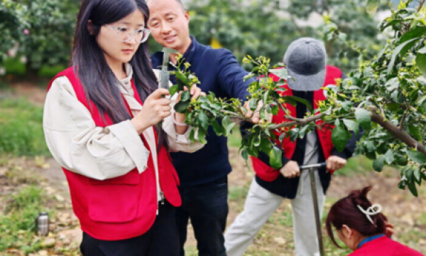 小小柑橘实现全链增值“吃干榨净”  四川丹棱县晚熟柑橘产业蹚